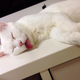 Illustration for article titled The Cat with the Ugliest Sleeping Face in Japan
